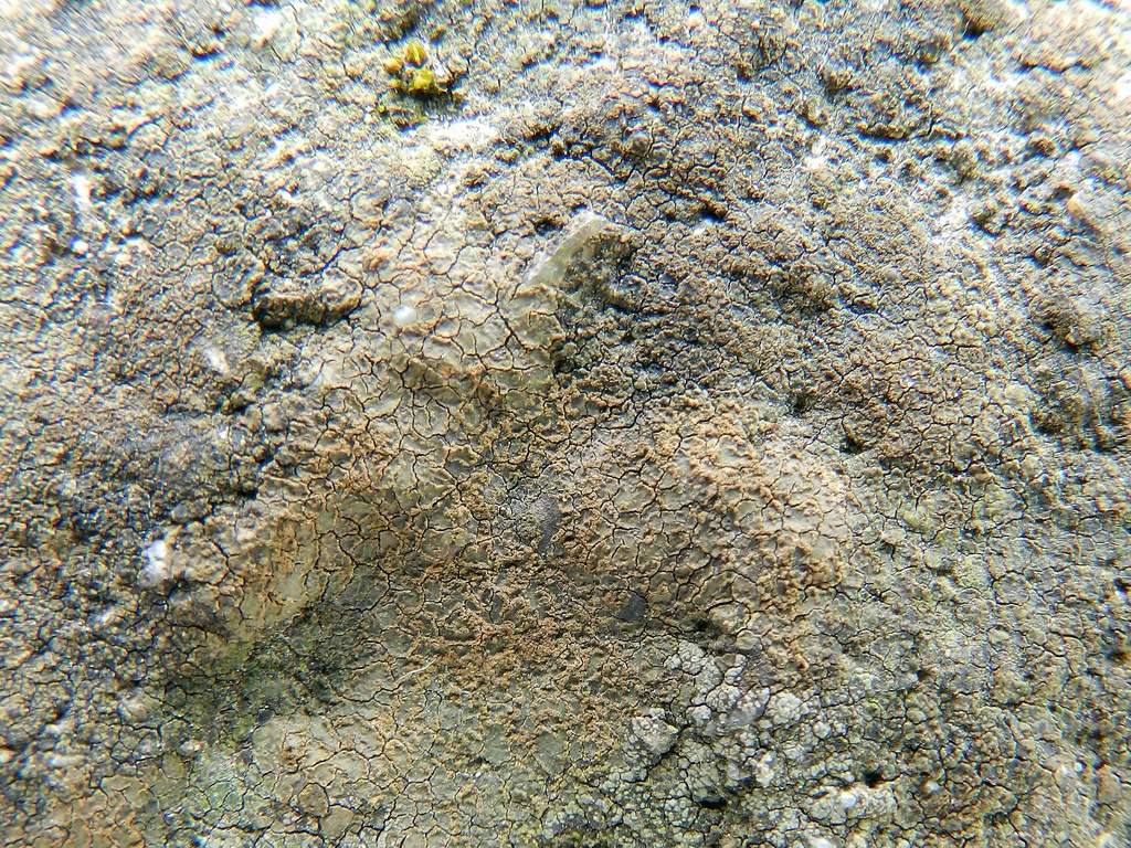 Lichene da identificare